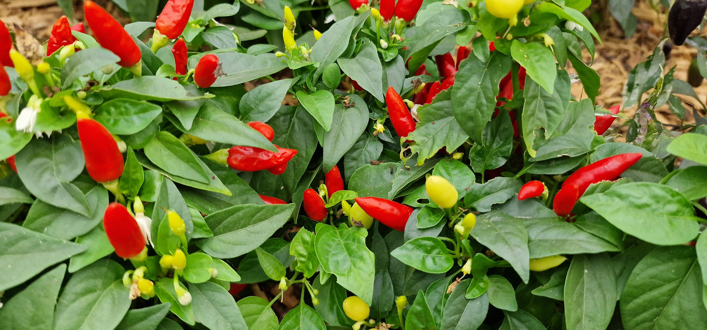 Set of 3 Red Missile Seedlings - Pre-Order Now!