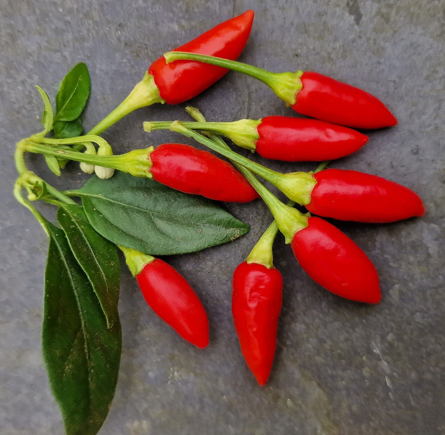 Set of 3 Red Missile Seedlings - Pre-Order Now!