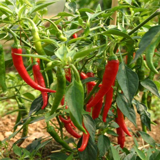 Ring of Fire 1 Litre Pot Plant