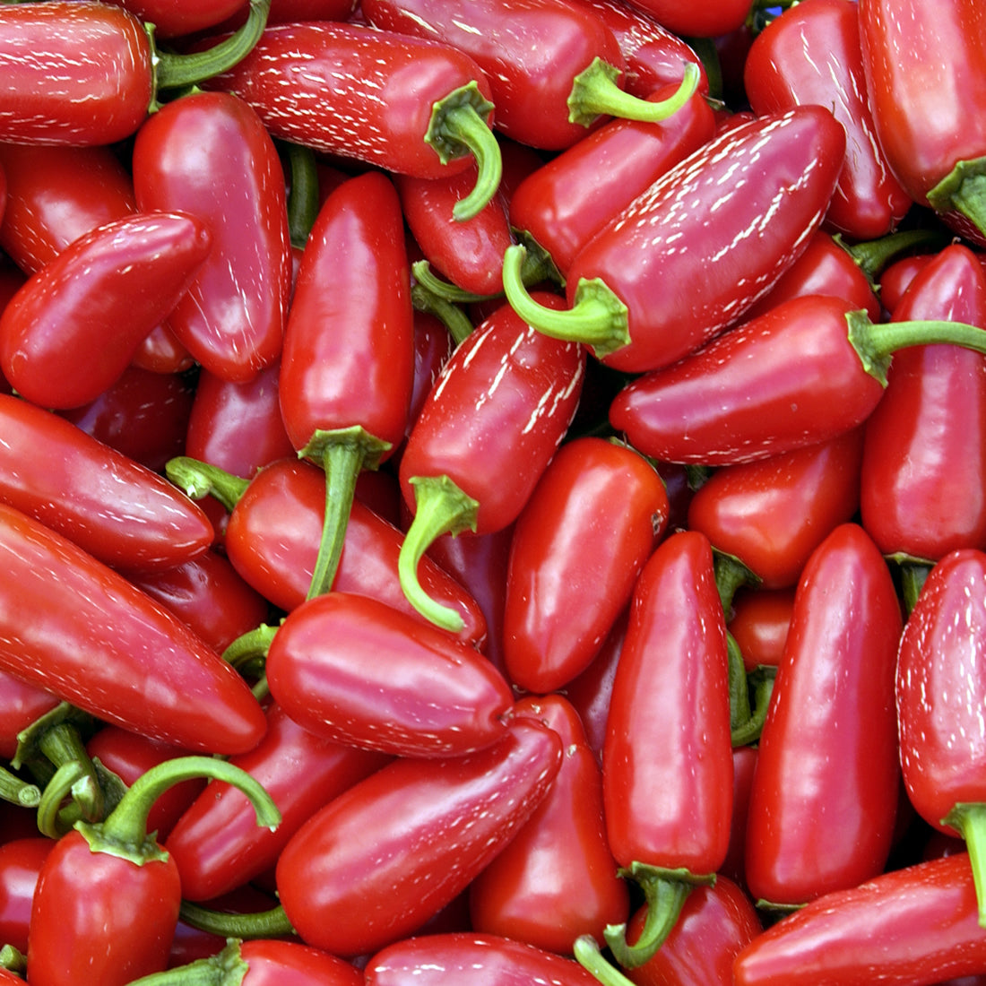 Fresh Jalapeño Chillies (RED)