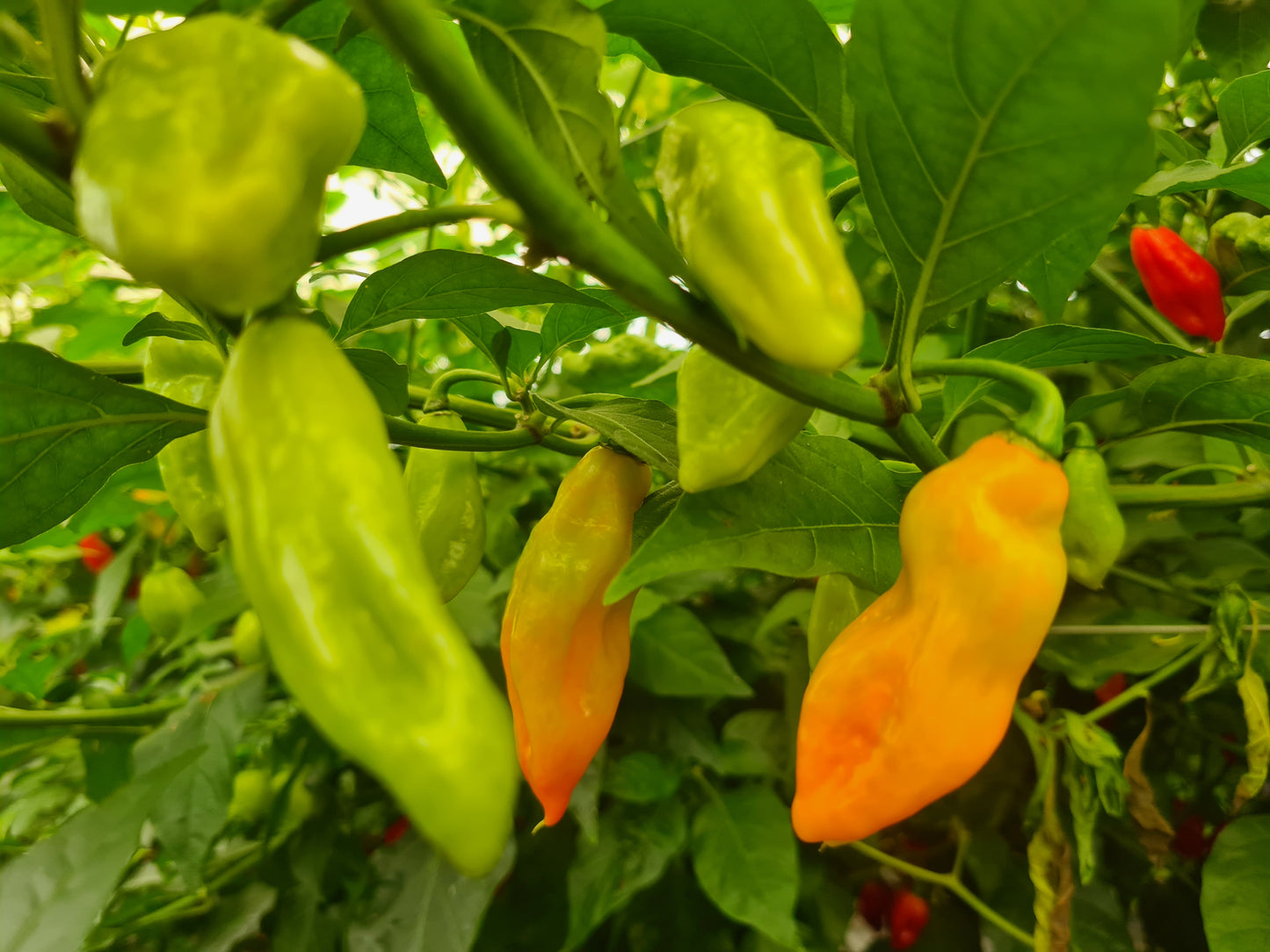 Caribbean Six Seedling Set - PRE ORDER FOR 2024