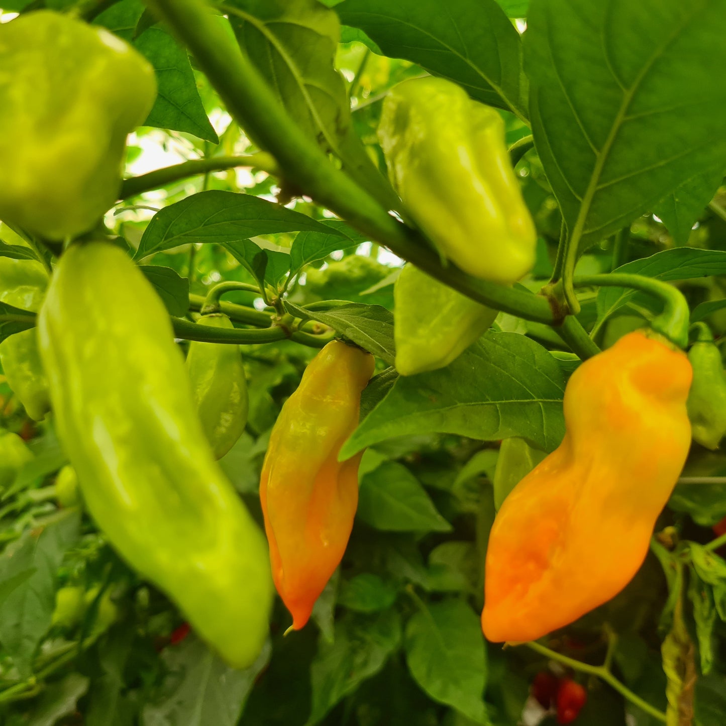 Trinidad Pimento 1 Litre Pot Plant - Pre-Order Now!