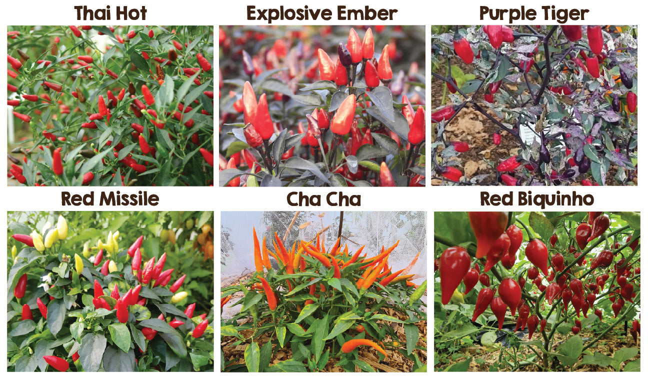 Stunning Six Seedling Set - PRE ORDER FOR 2024