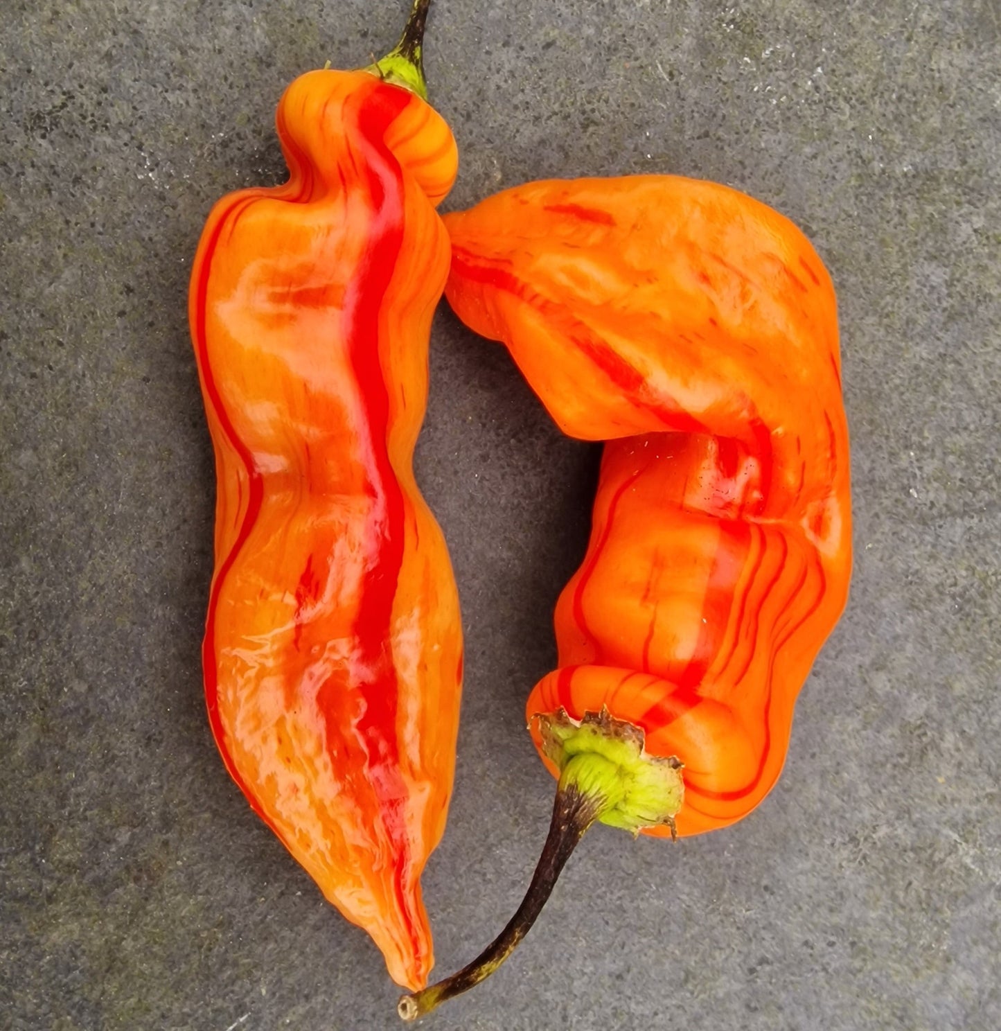 Sugar Rush Stripey Chilli Seeds