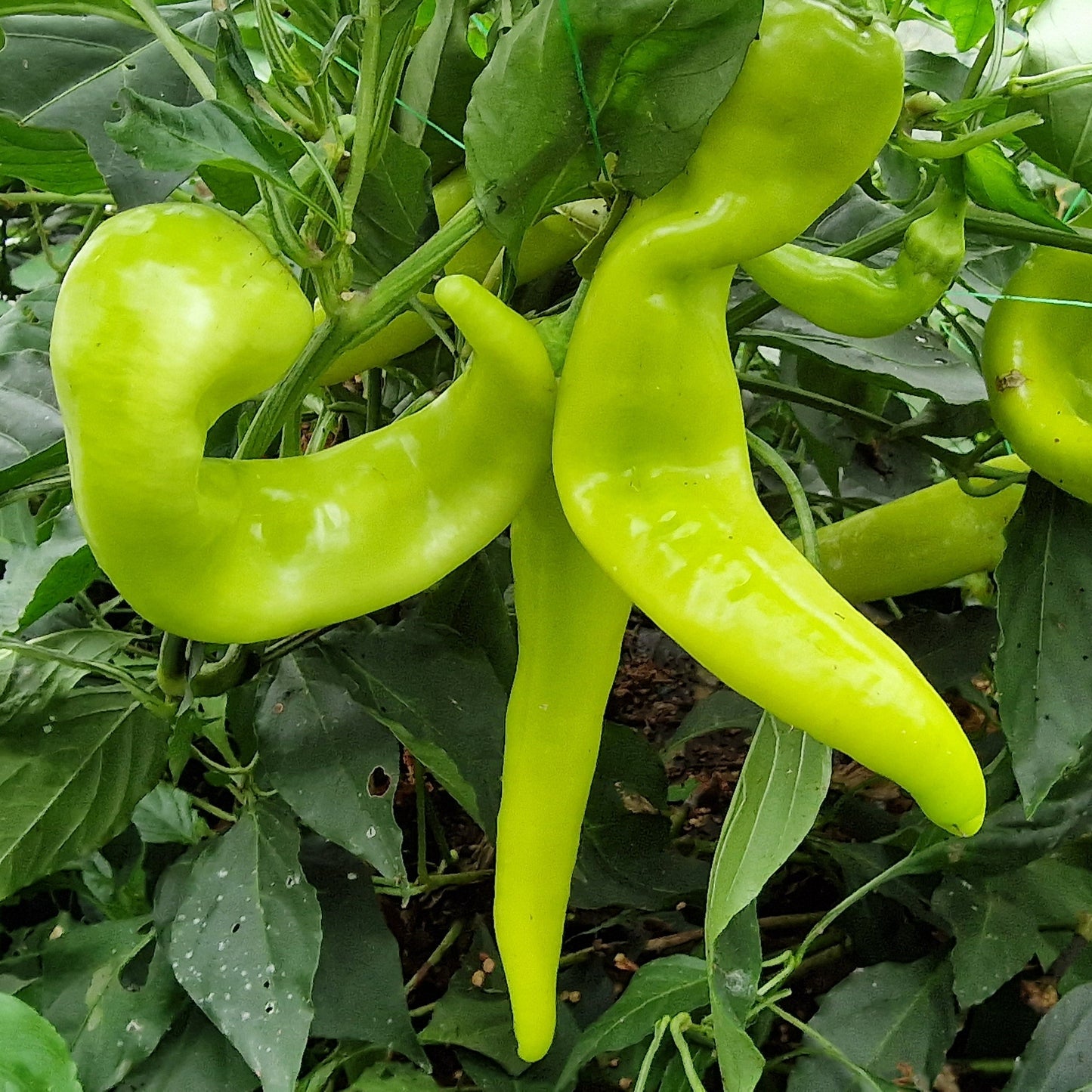 Sweet Banana 1 Litre Pot Plant