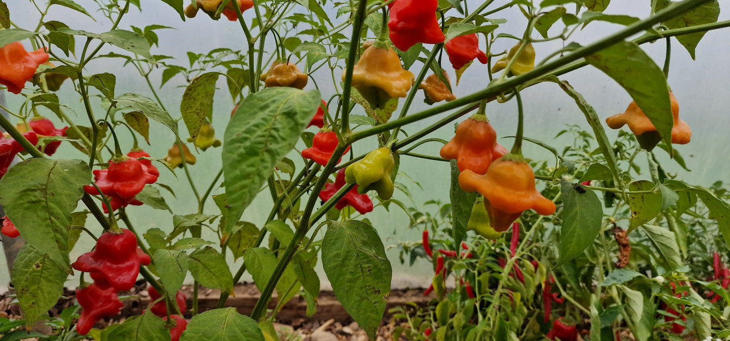 Tinkerbell Chilli Seeds