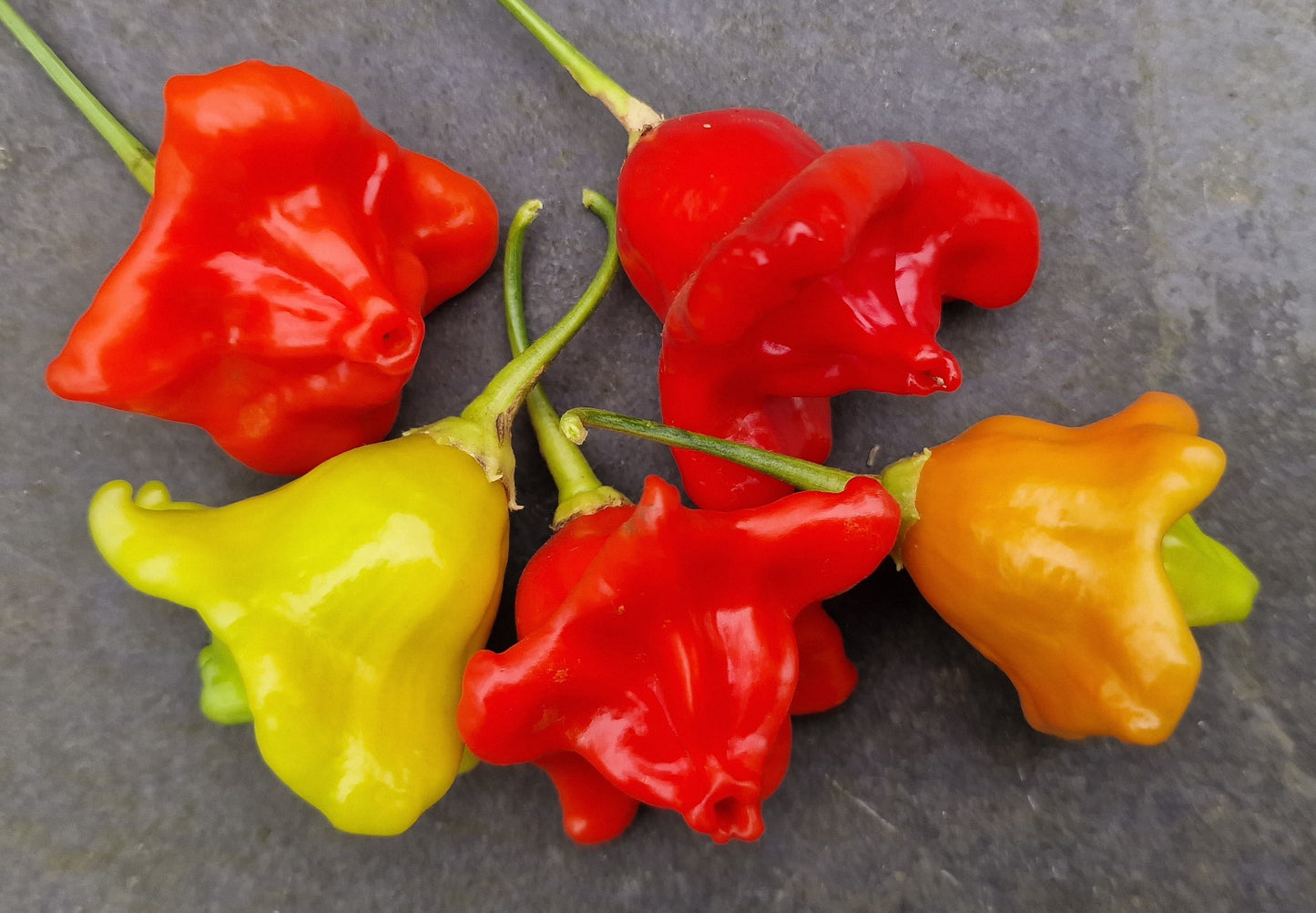 Tinkerbell Chilli Seeds