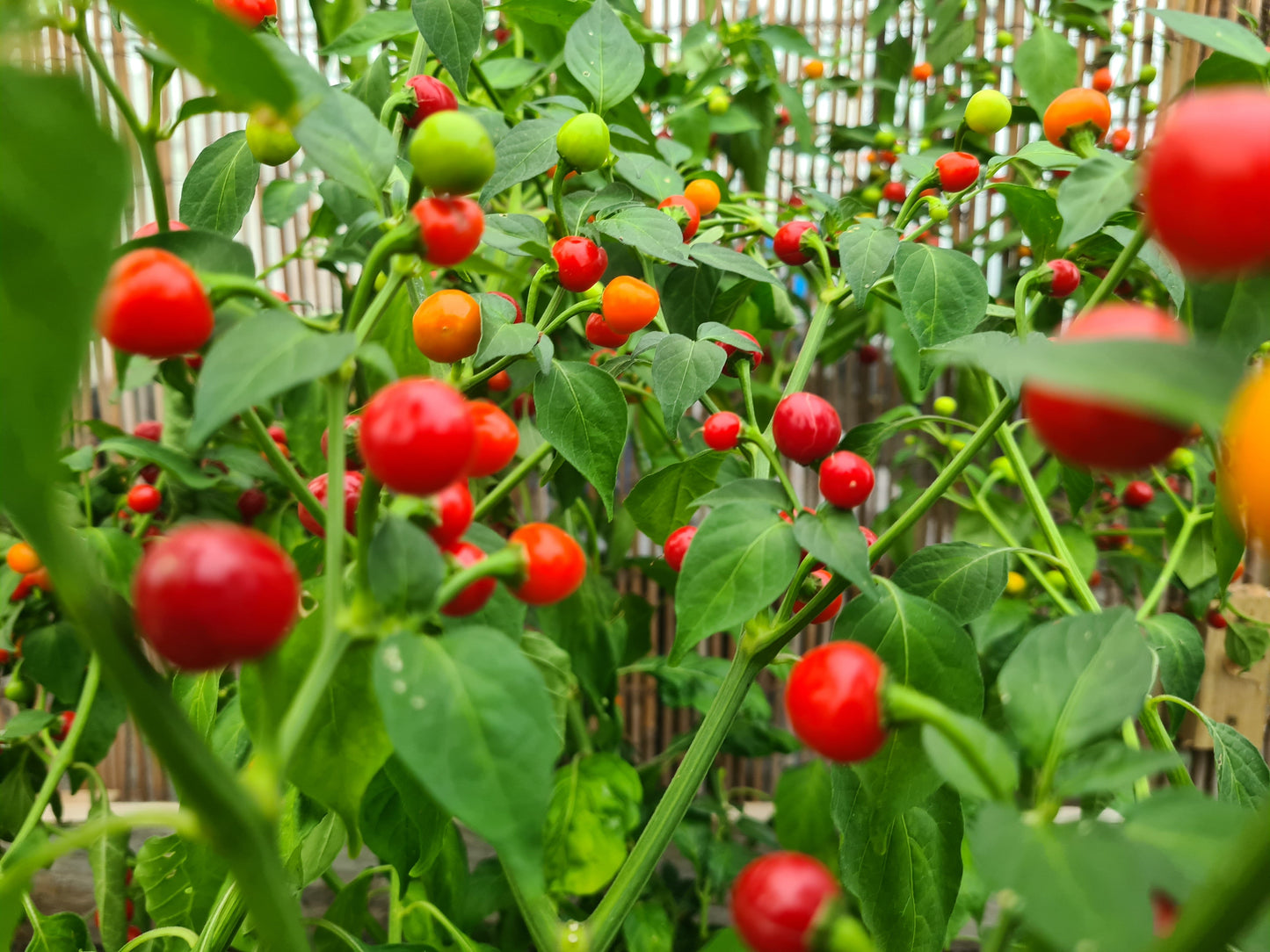 Trinidad Cherry Pepper 1 Litre Pot Plant