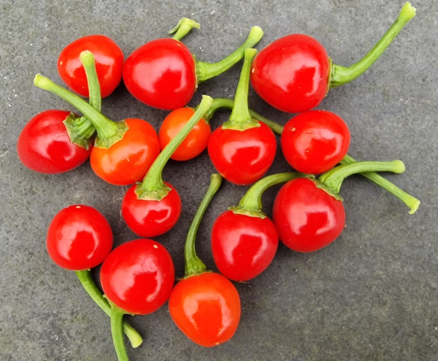 Trinidad Cherry Pepper 1 Litre Pot Plant