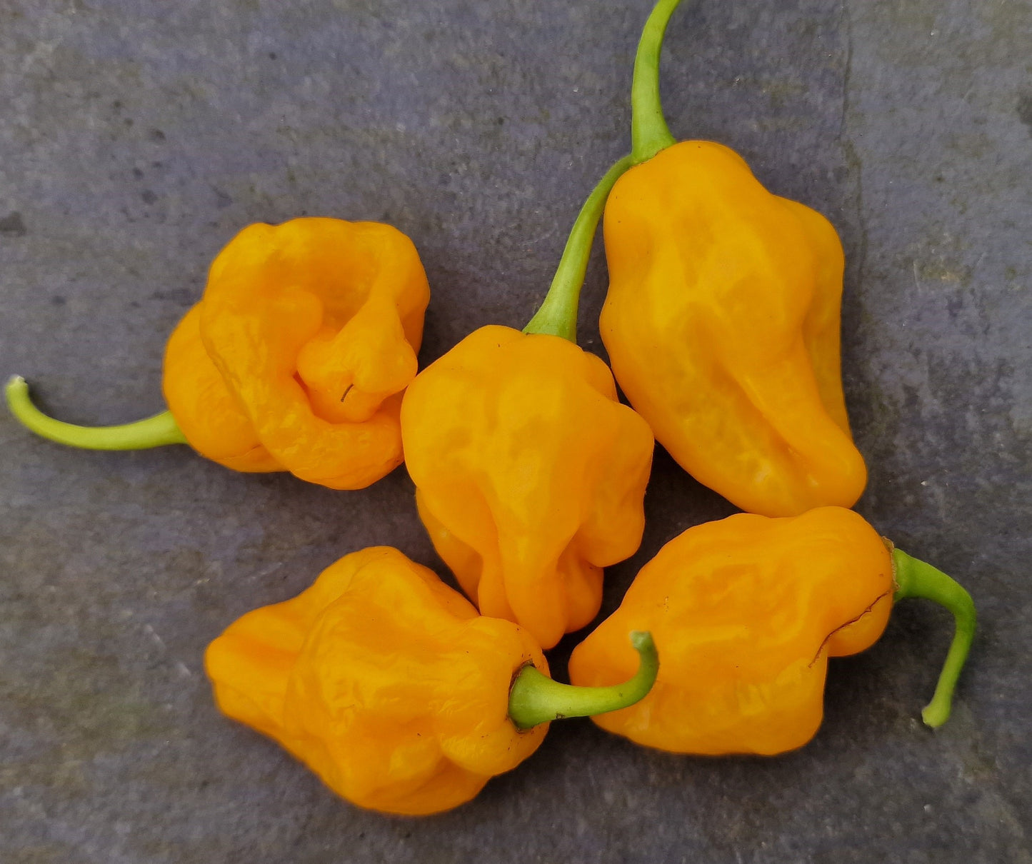 Trinidad Perfume Chilli Seeds