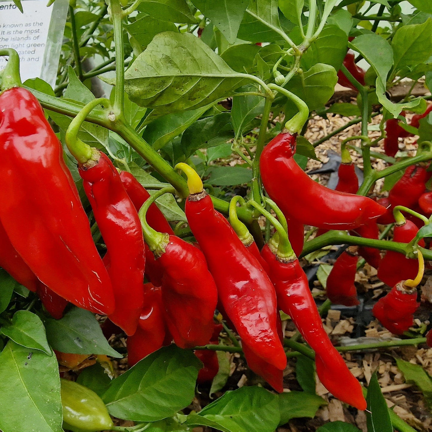 Trinidad Pimento 1 Litre Pot Plant - Pre-Order Now!