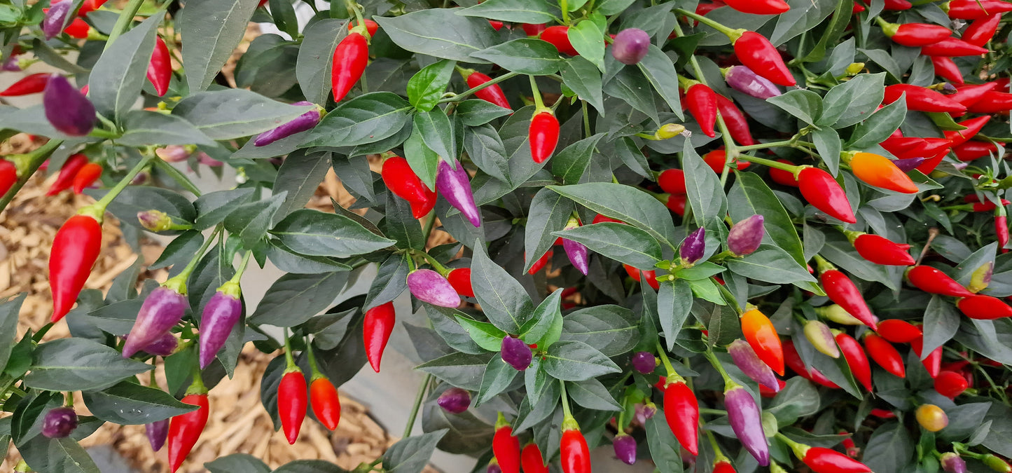 Twilight (NuMex) 1 Litre Pot Plant - Pre-Order Now!
