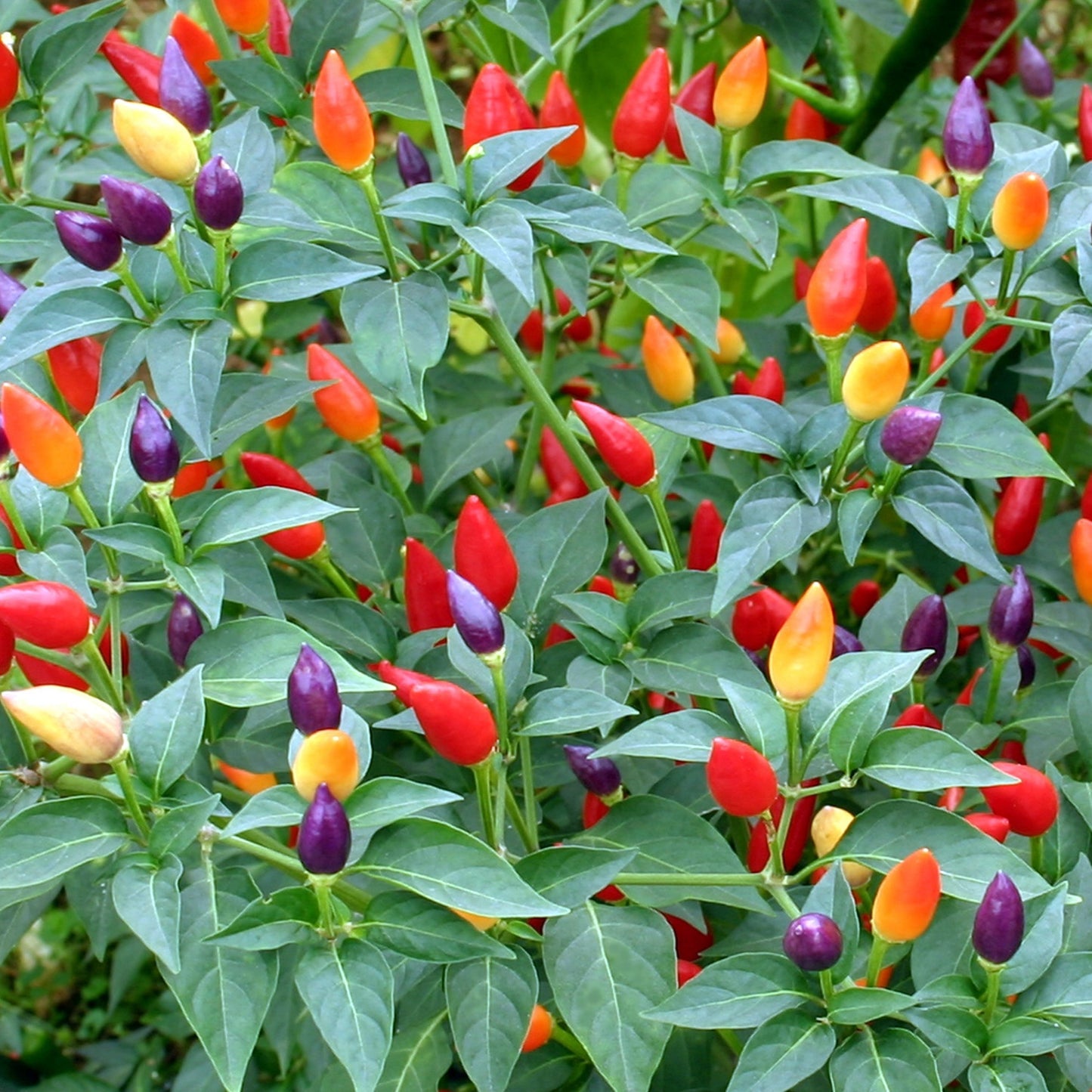 twilight chilli plant
