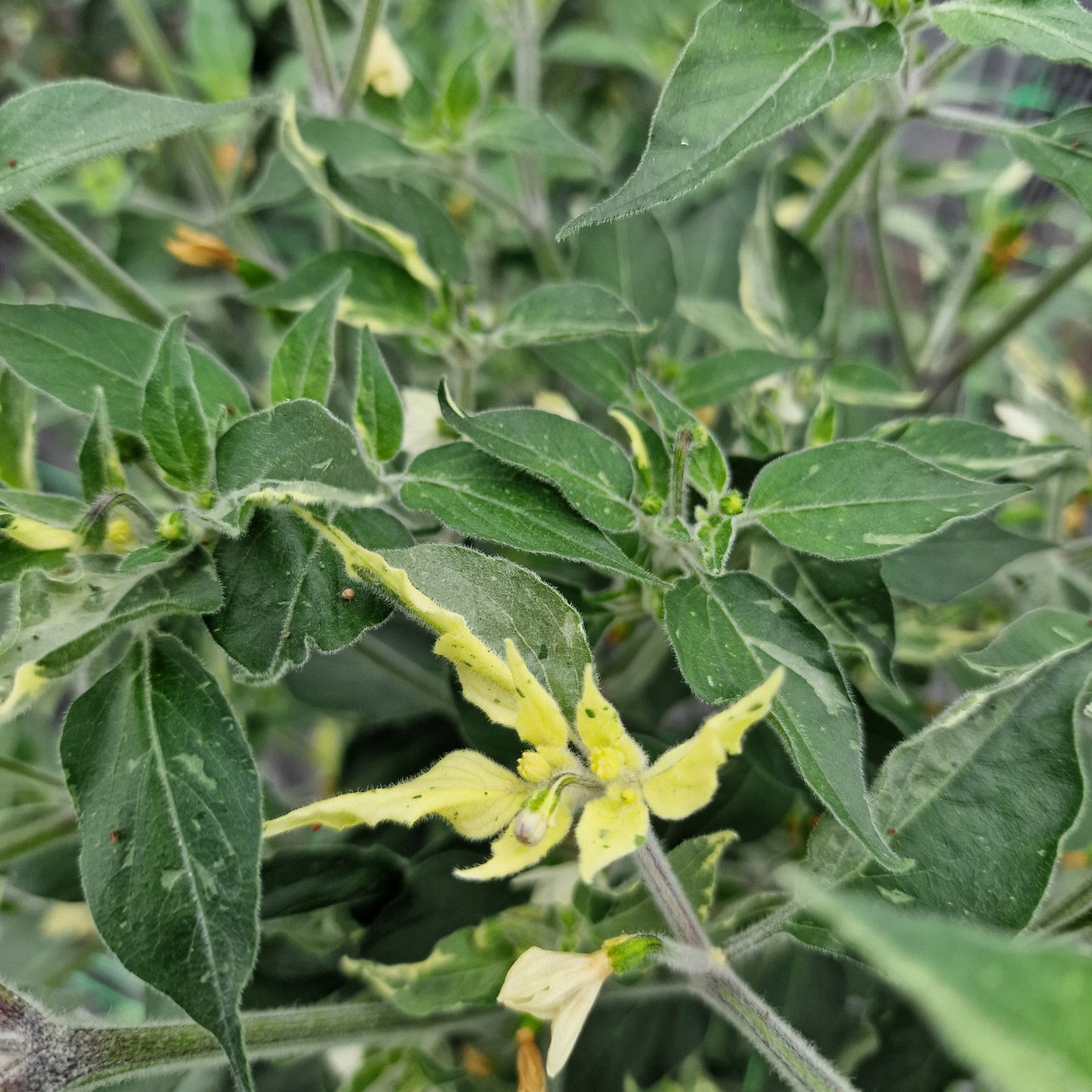 Variegated Cobra Chilli Seeds