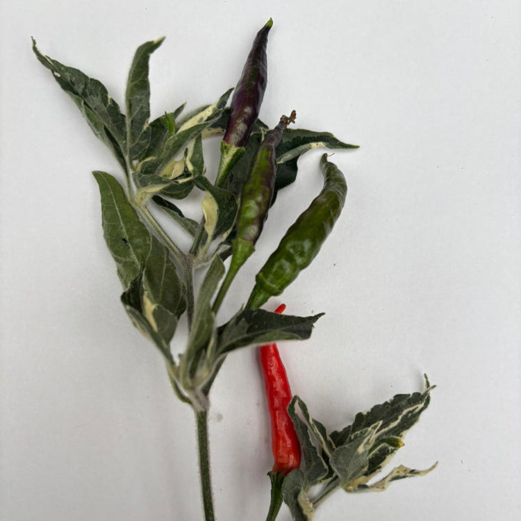 Set of 3 Variegated Cobra Seedlings - Pre-Order Now!