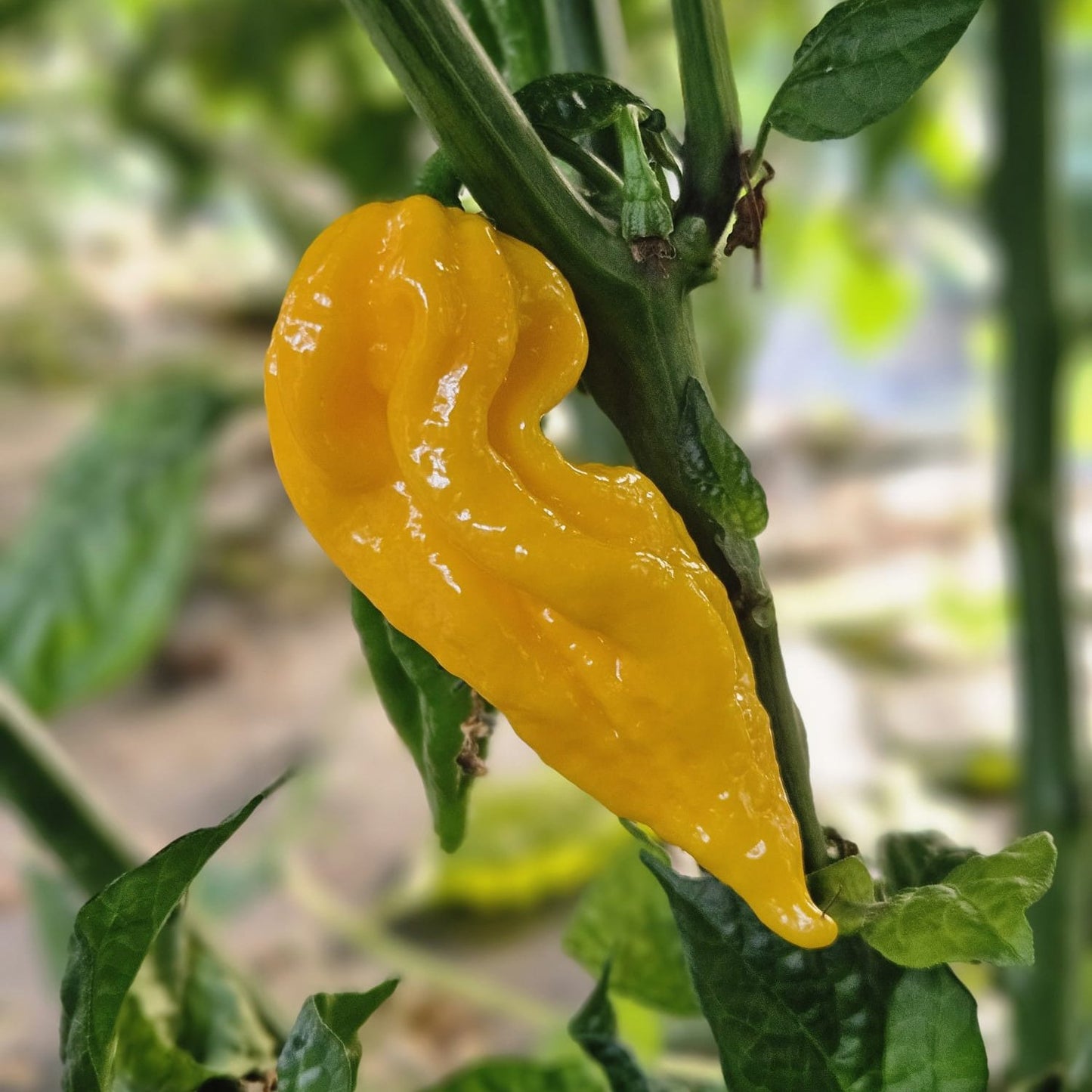 Set of 3 Fatalii Seedlings - Pre-Order Now!