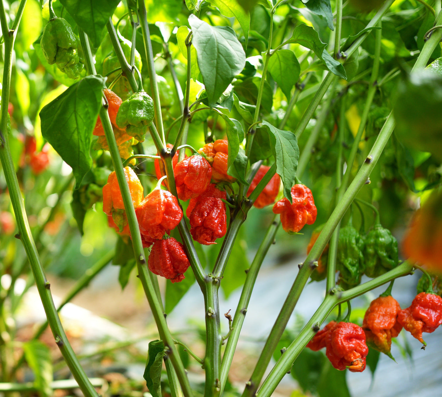 Carolina Reaper 1 Litre Pot Plant