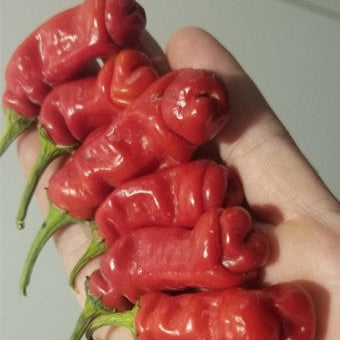 Set of 3 Peter Pepper Seedlings - Pre-Order Now!
