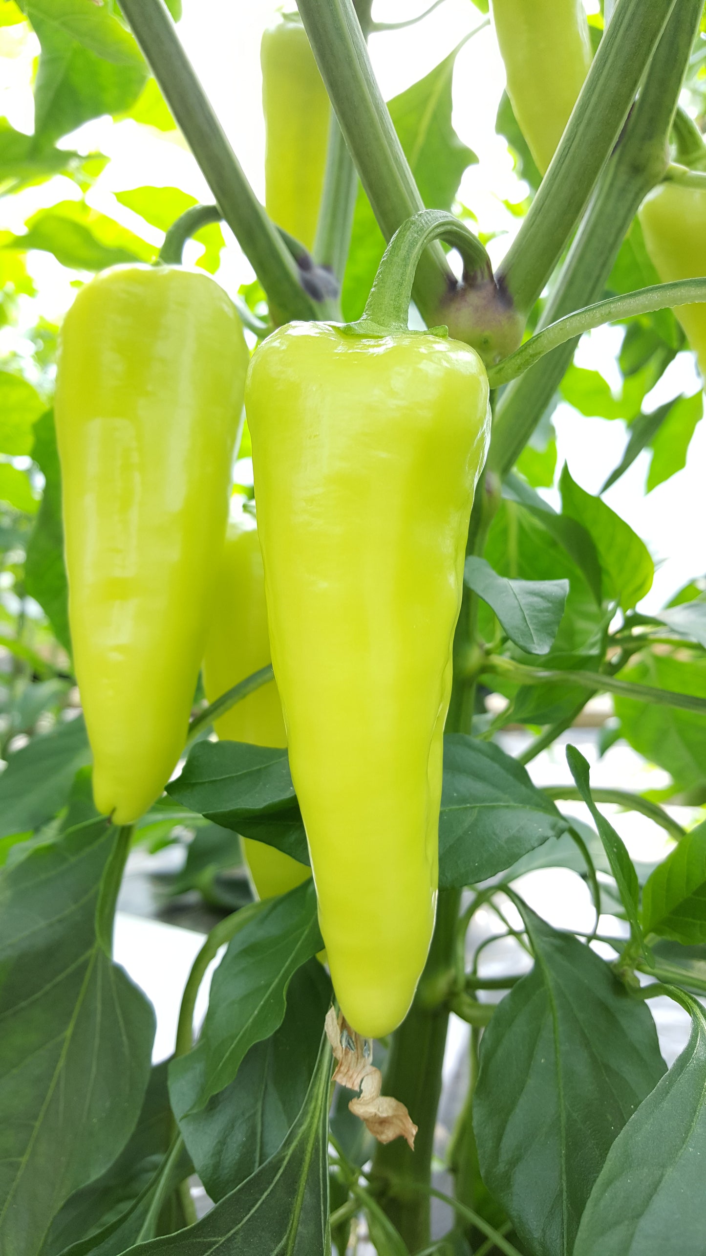 Fruity Six Seedling Set - PRE ORDER FOR 2024