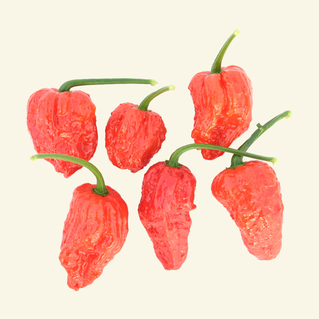 Fresh Bhut Jolokia Chillies (5 fruits)