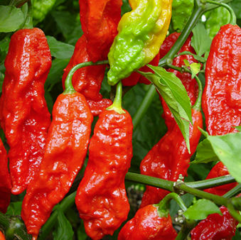 Bhut Jolokia (Ghost) 1 Litre Pot Plant - Pre-Order Now!