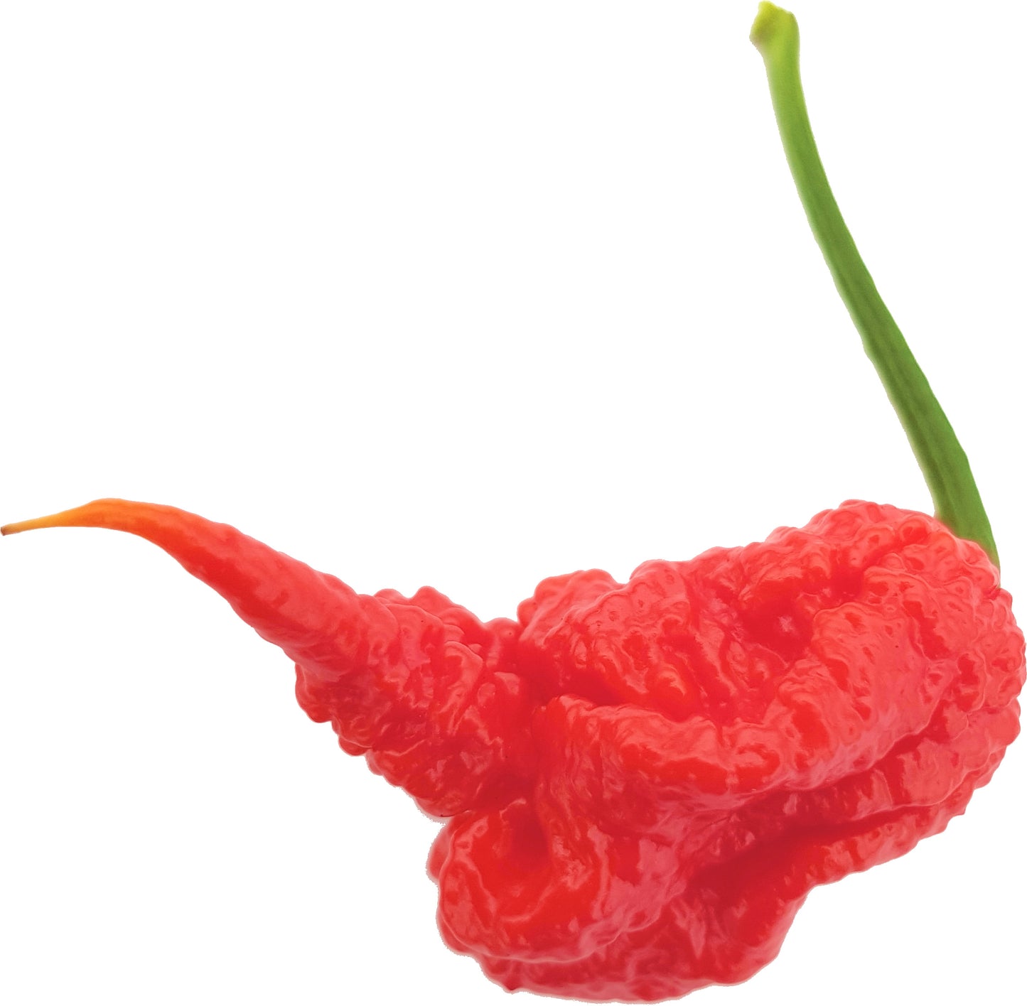 Set of 3 Carolina Reaper Seedlings - Pre-Order Now!