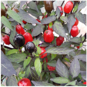 Cuban Black Chilli Seeds – South Devon Chilli Farm