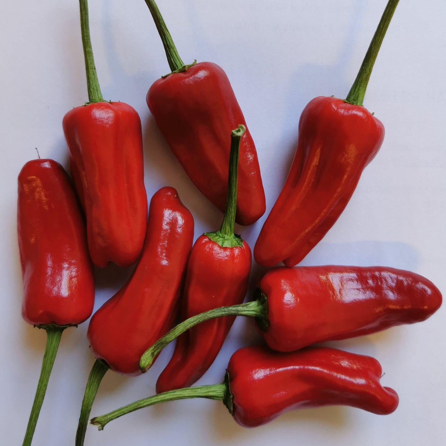 Fresh Facing Heaven Chillies (8 fruits)