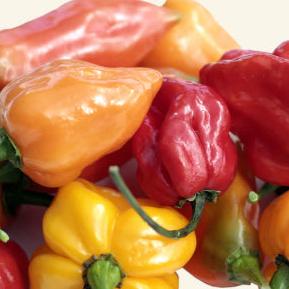Lucky Dip Fresh Mixed Chillies
