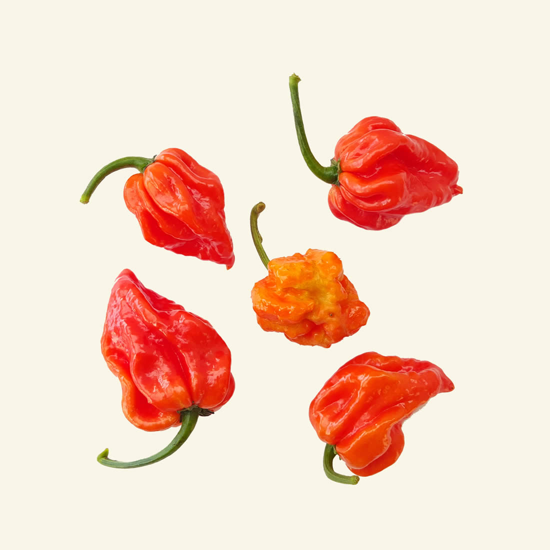 Fresh Trinidad Scorpion (5 fruits)