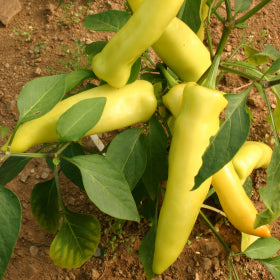 Hungarian Hot Wax Chilli Seeds
