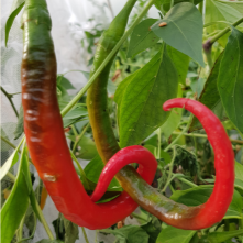 Set of 3 Kung Po Seedlings - Pre-Order Now!
