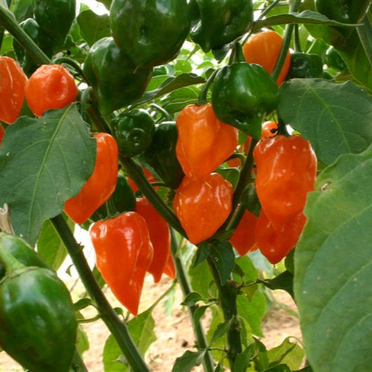 Orange Habanero 1 Litre Pot Plant - Pre-Order Now!