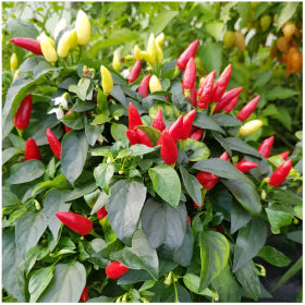 Red Missile Chilli Seeds