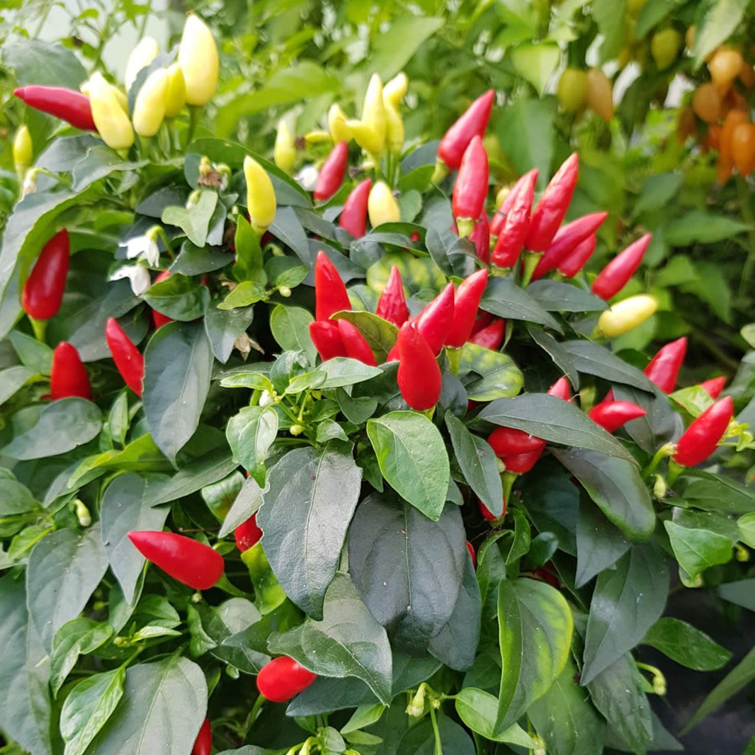 Set of 3 Red Missile Seedlings - Pre-Order Now!