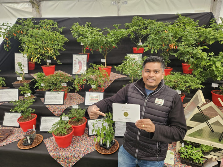 South Devon Chilli Farm Wins RHS Gold Award at RHS Malvern Spring Festival 2026