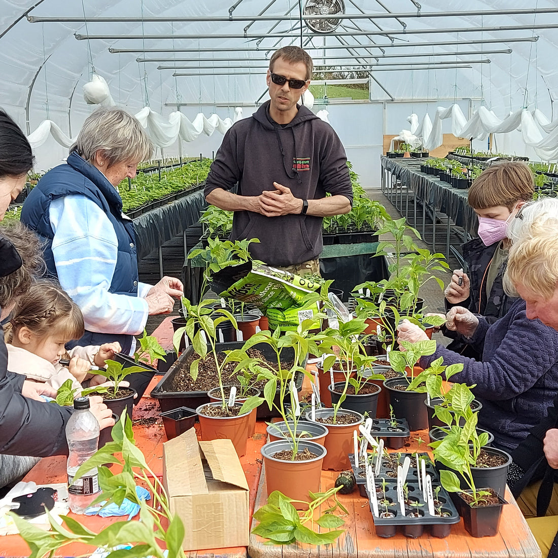 Chilli Growing Workshops are back for 2025