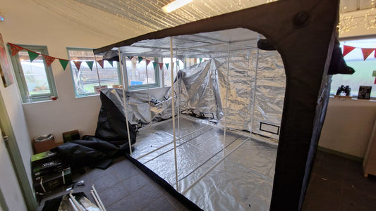 Inside Our Grow Tent: Preparing Chilli Plants for RHS Malvern 2026