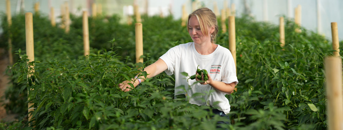A Day in the Life of a Trainee Horticulturalist at the South Devon Chilli Farm