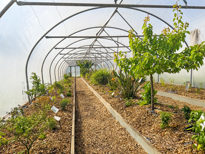 End of May at South Devon Chilli Farm: Chilli Plants, Fresh Chillies & What's Next for Summer