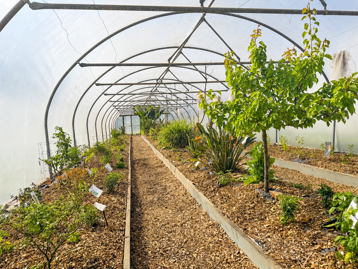 End of May at South Devon Chilli Farm: Chilli Plants, Fresh Chillies & What's Next for Summer