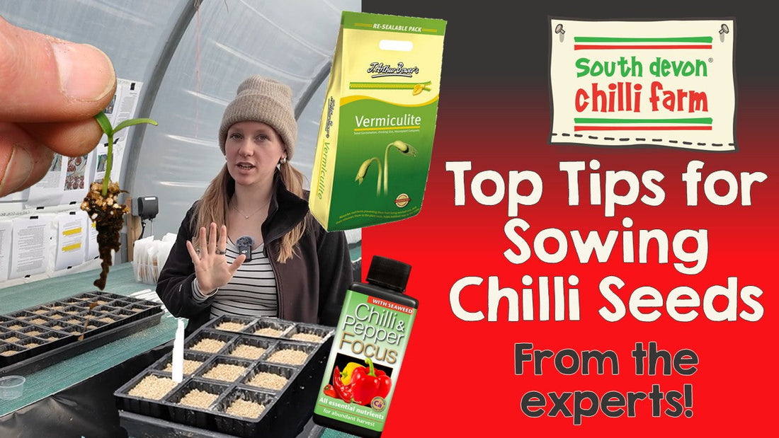 Top Tips for Sowing Chilli Seeds (and Getting Great Germination)