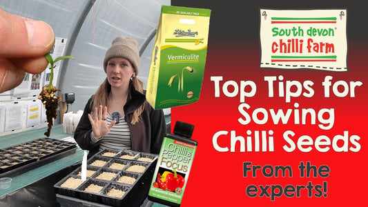 Top Tips for Sowing Chilli Seeds (and Getting Great Germination)