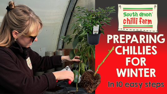 10 Steps to Preparing Chilli Plants for Winter