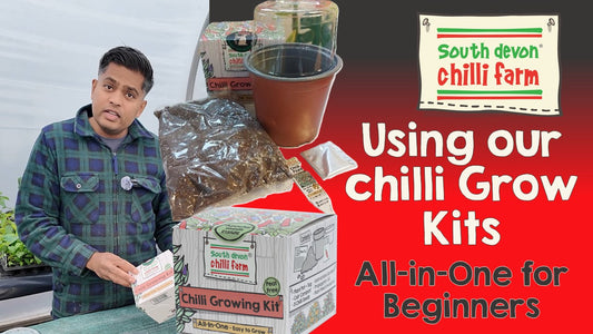 An Introduction to Our Chilli Grow Kits (and How to Use Them)