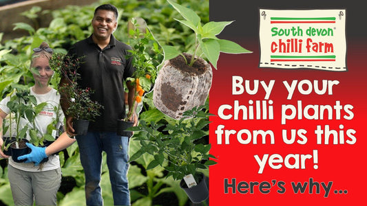 Why Buy Your Chilli Plug Plants from South Devon Chilli Farm?