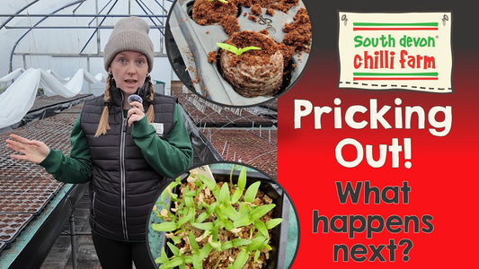 How to Prick Out Seedlings (Even When They’re Leggy)