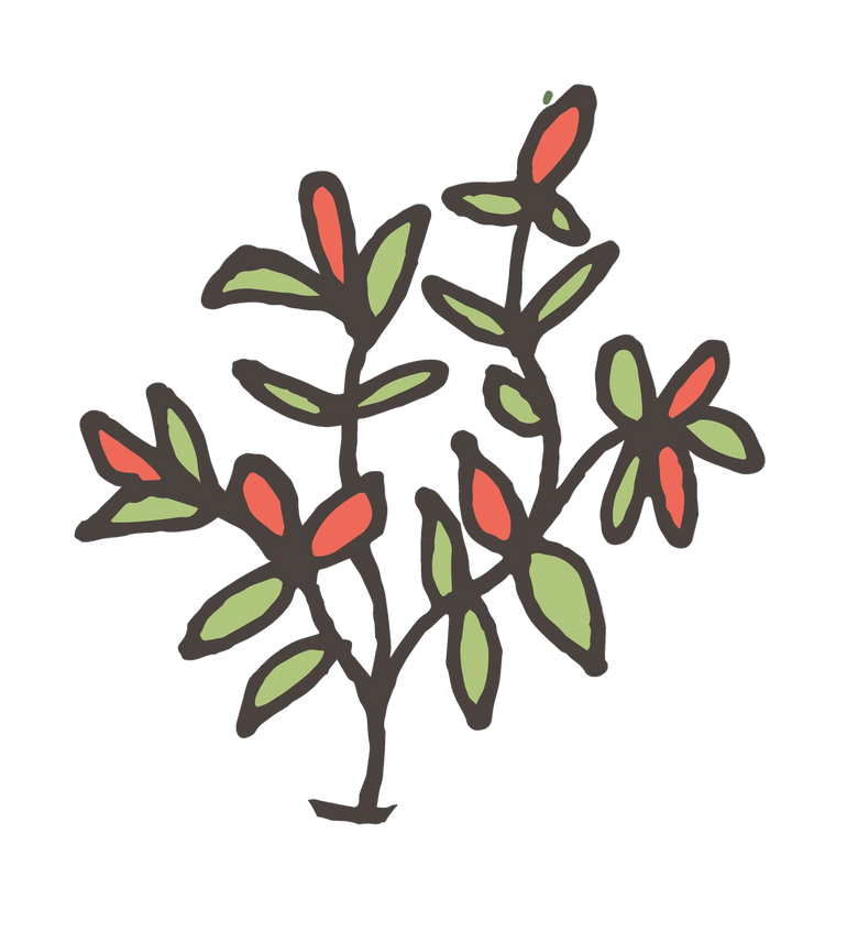 Pot Plants