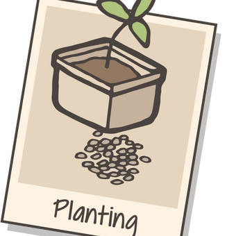 Seedlings (Plug Plants)