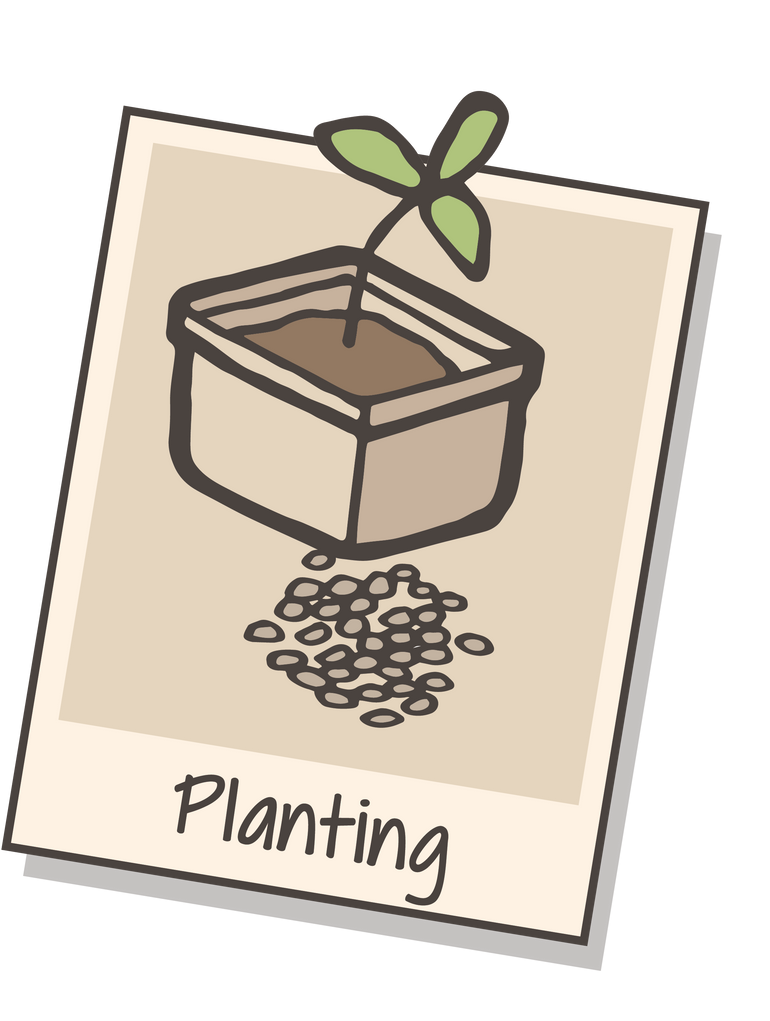 Seedlings (Plug Plants)